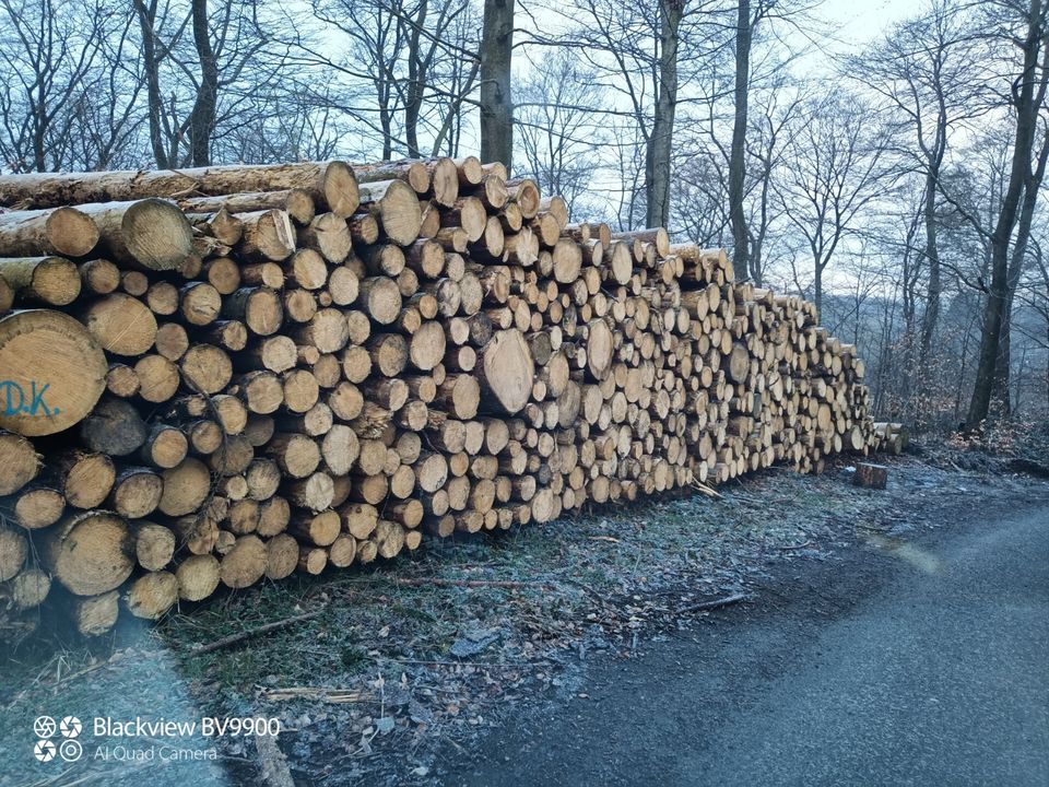 Stammholz Buche, Fichte, Laubholz, Nadelholz, Eiche, Brennholz in Spenge