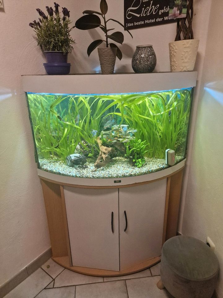 Verkaufe ein 190 Liter Juwel Eck Aquarium in Uedem