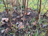 Pre-Bonsai Yamadori Topfpflanzen Waldpflanzung Gehölz Frosthart Baden-Württemberg - Nürtingen Vorschau