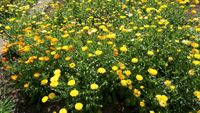 Heilpflanze, Ringelblume Calendula aus dem eigenen Garten Thüringen - Schleid Vorschau