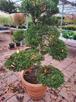 Formschnitte Bonsai Ilex 2mHöhemit Topf 1000€ Baumschule Haselünne - Lahre Vorschau