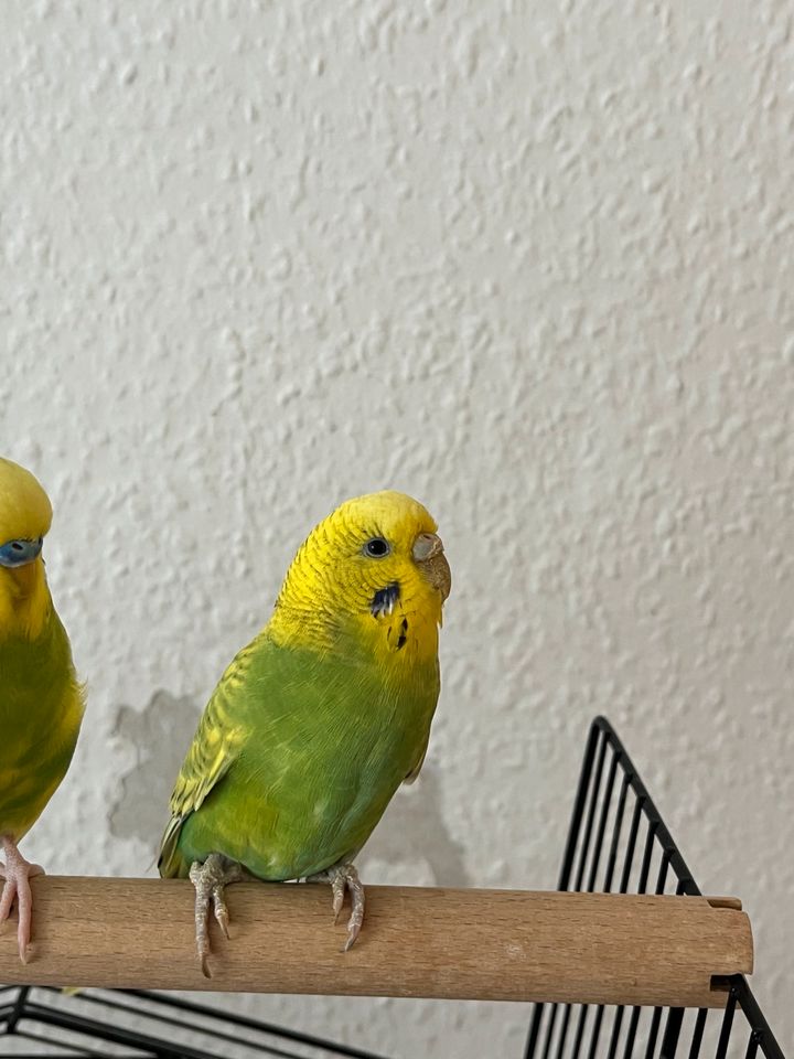 2 Papageien zur verkaufen mit Papageienkäfig in Kreuztal