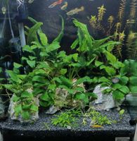 Aquarium Pflanzen Anubias Anubia Nana auf Stein Wasserpflanzen Hamburg-Mitte - Hamburg Billstedt   Vorschau