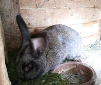 4 Hasen Weibchen zu verkaufen Kaninchen Niedersachsen - Moringen Vorschau