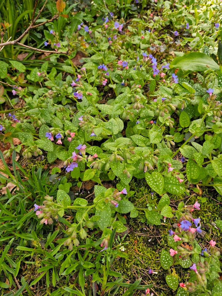 Gartenpflanzen Bodendecker Teichpflanzen in Berlin