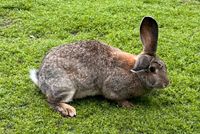 Kaninchen große Linie Niedersachsen - Barnstorf Vorschau