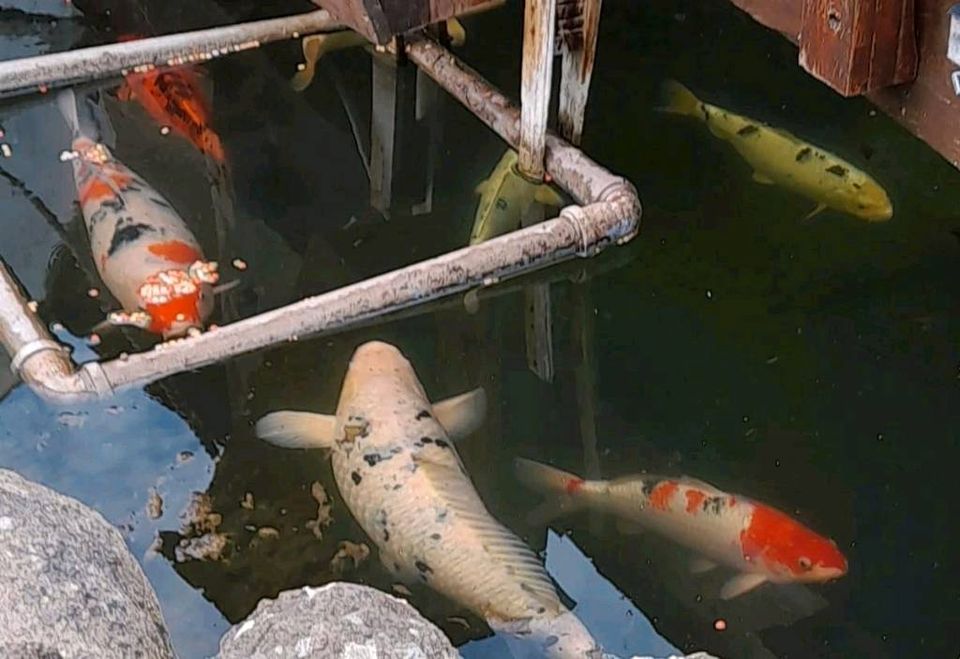 Koi Teichfische in Budenheim