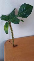 Philodendron Squamiferum Cutling Bayern - Petersaurach Vorschau