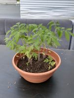 Tomatenpflanzen Niedersachsen - Wolfsburg Vorschau