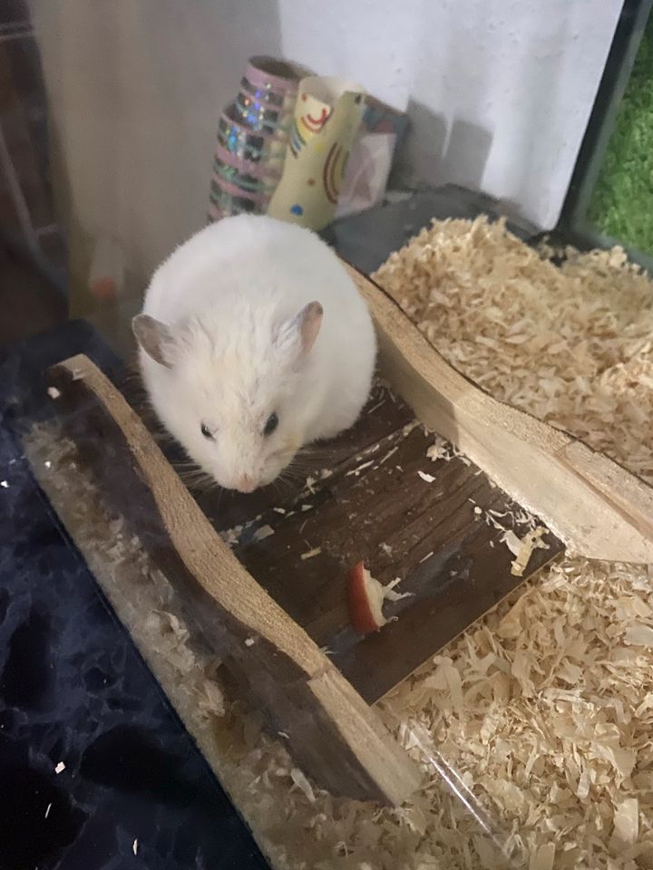 Hamster abzugeben in Anröchte