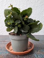 Flammendes Käthchen - Kalanchoe blossfeldiana Dresden - Löbtau-Süd Vorschau