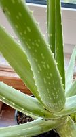 Aloe-Vera-Pflanzen Baden-Württemberg - Bad Saulgau Vorschau