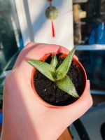 Kleine Sukkulente Pflanze bewurzelt mit Topf Haworthiopsis Limif. Berlin - Lichtenberg Vorschau