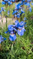 Iris, Stücke ab 2€ ,winterharte Staude, Pflanzen, Garten, Schleswig-Holstein - Witzhave Vorschau