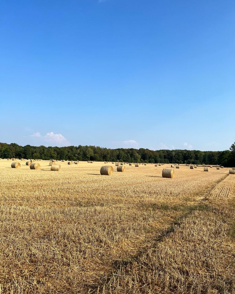 Weizenstroh 96 Rundballen Hallengelagert 1,30m mal 1,20m in Ahrenshagen-Daskow