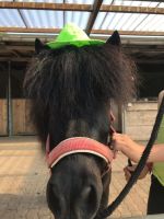 Eltern Kind Reiten - Ponyreiten f. Kinder ab 3 Jahre - Reitschule Schleswig-Holstein - Wakendorf II Vorschau