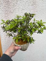 Bonsai Satsuki Azalee Shohin Kikuhime Saarland - Neunkirchen Vorschau