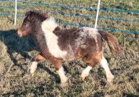 Traumhafter American Miniature Horse Thüringen - Ruhla Vorschau