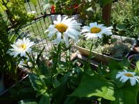 Gartenmargerite Margeriten in Topf Staude Winterhart Hessen - Hattersheim am Main Vorschau