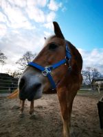 Reitbeteiligung für Haflinger Stute gesucht Nordrhein-Westfalen - Welver Vorschau