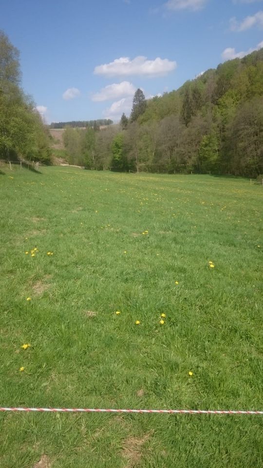 Suche Grünland Wiese Weide Wald Landwirtschaft zum Kauf in Kierspe