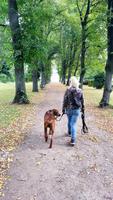 Hundebetreuung Hundebeschäftigung Gassi gehen Dogwalker Sachsen - Marienberg Vorschau