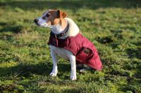 Neue KENTUCKY DOGWEAR HUNDEDECKE 160 G, Bordeaux,Gr. XXS Bayern - Bruckmühl Vorschau