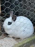 Farbenzwerg weiblich Kaninchen Niedersachsen - Syke Vorschau