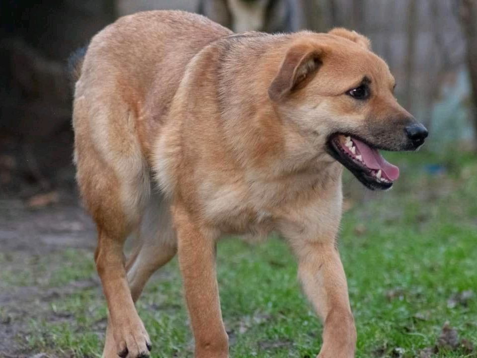 WESLEY ❤️ ein Goldschatz zum Verlieben! in Sassenburg