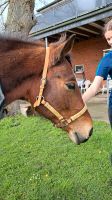 Show/Halfter Leder mit Rohhaut, Gr. Full Nordrhein-Westfalen - Rheda-Wiedenbrück Vorschau