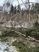 Brennholz-Birke- Selbstwerber Bayern - Obertraubling Vorschau