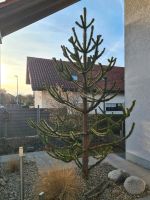 Andentanne Affenschwanzbaum Chilenische Schmucktanne 4,5m hoch Baden-Württemberg - Untereisesheim Vorschau