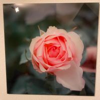 Glas Bild Motiv: Rose, 50x50cm Niedersachsen - Winsen (Luhe) Vorschau