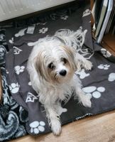 Fürimmerzuhause gefunden *** Kleiner Hund, Rüde weiß/beige Nordrhein-Westfalen - Plettenberg Vorschau