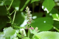 Wald-Ziest Kraut Kräuter Stecklinge Garten Pflanzen Baden-Württemberg - Schrozberg Vorschau