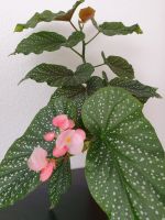 Steckling Ableger Korallenbegonie Begonia Hannover - Herrenhausen-Stöcken Vorschau