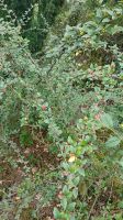 Strauch-Cotoneaster immergrüne Strauchmispel Zwergmispel Hecke Niedersachsen - Uelzen Vorschau