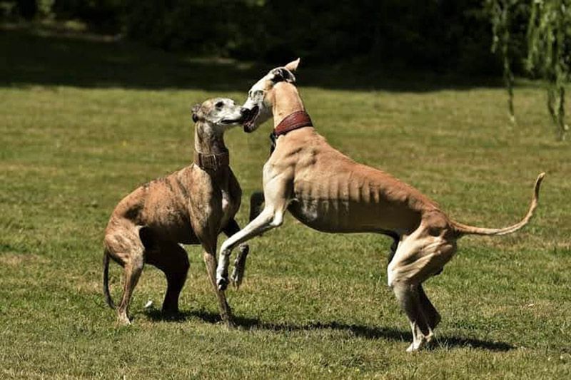 Erick, liebevoller Galgo-Rüde, geb: 2017 / SH 64cm in Wiesbaden