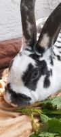 Kaninchen/Rexkaninchen schwarz weiß Saarland - Schmelz Vorschau