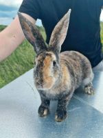 Rex Kaninchen / Hase (weiblich) Thüringen - Bad Langensalza Vorschau