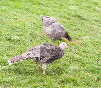 Pute Naturbrut männlich Bayern - Aichach Vorschau