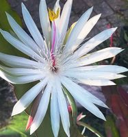 3 Ableger Duft Epiphyllum weiße Blüte Blattkaktus Blattkakteen Bayern - Erlangen Vorschau