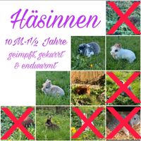 Mini Lop, Löwenköpfchen, Farbenzwerg, Zwergwidder, Zwergkaninchen Mecklenburg-Vorpommern - Neubrandenburg Vorschau