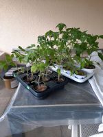 Tomatenpflanzen, 2 Paprika Pflanzen, 1 Physalis Erdkirsche Molly Nordrhein-Westfalen - Menden Vorschau