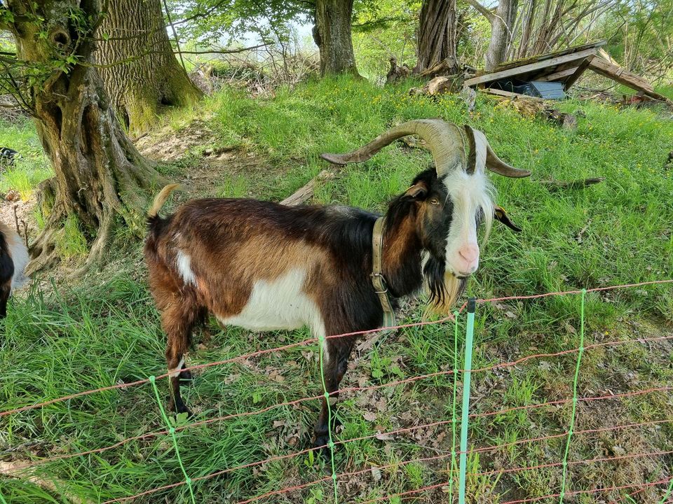 HB Tauernscheckenbock, Bock in Dinkelscherben