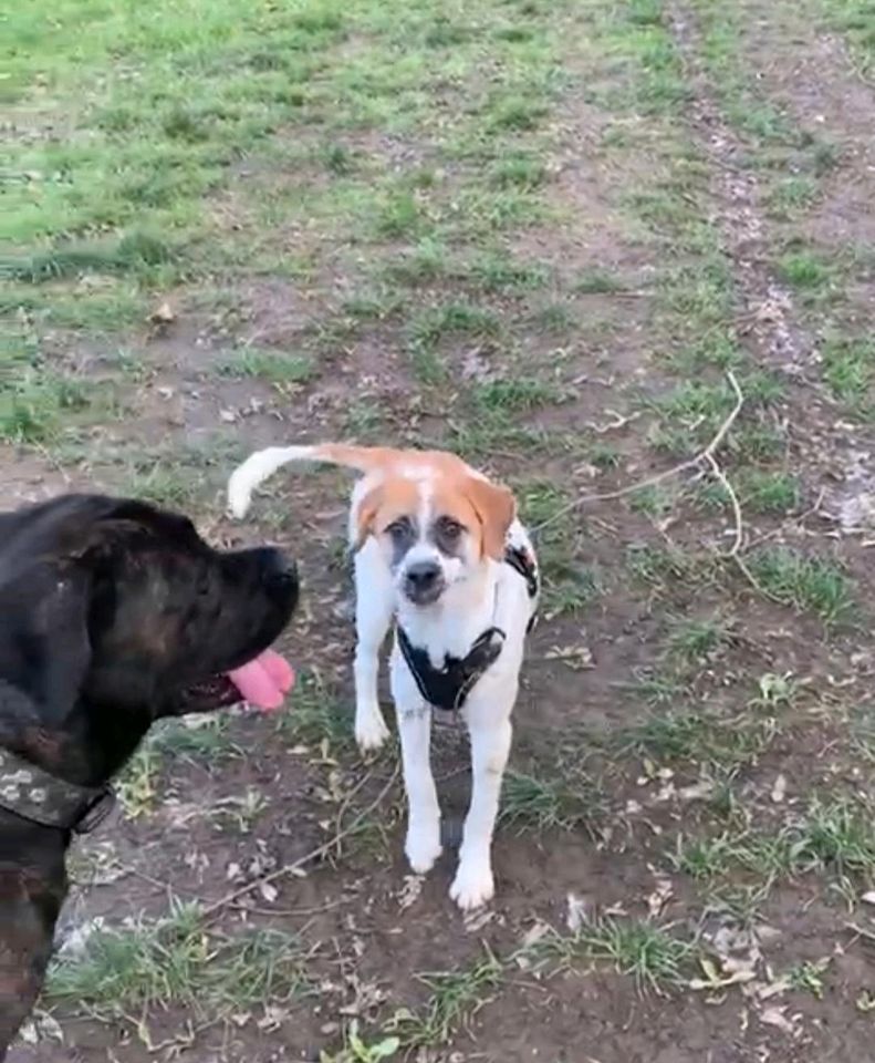 SALMA Hirtenhund Mischling Tierschutz Hund Hündin in Bad Homburg