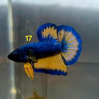 Betta splendens Plakat Mustard Gas Kampffisch Männchen Dortmund - Aplerbeck Vorschau