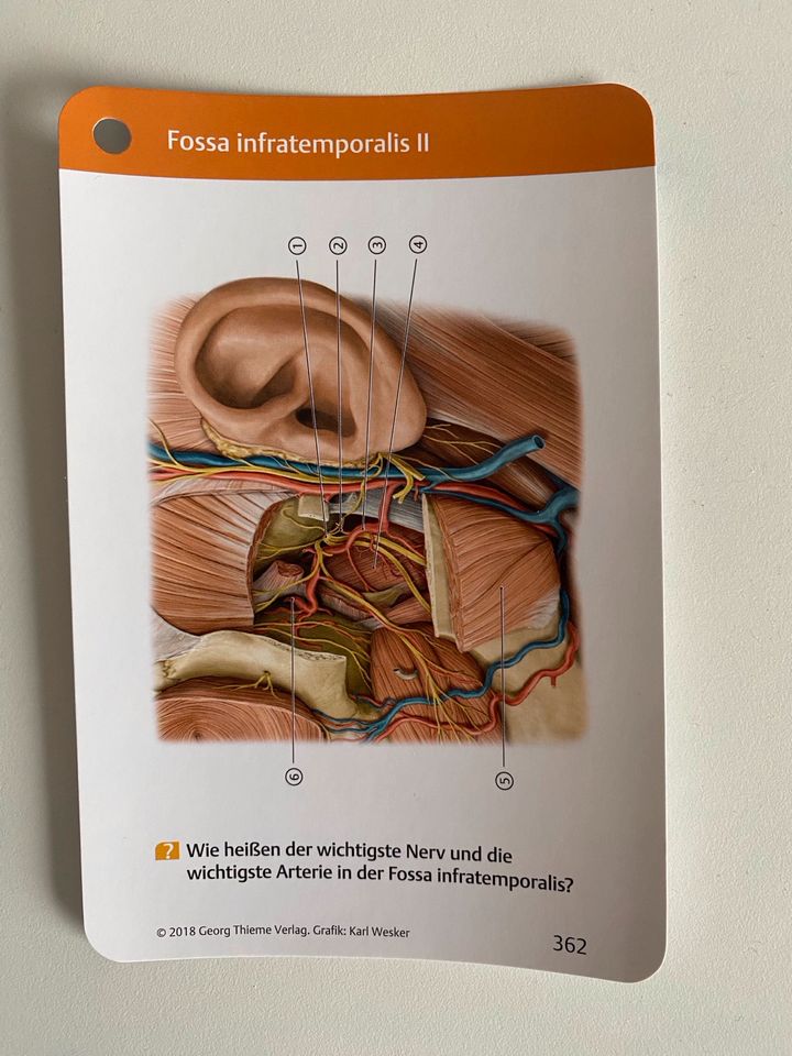 Lernkarten der Anatomie von Thieme in Göttingen