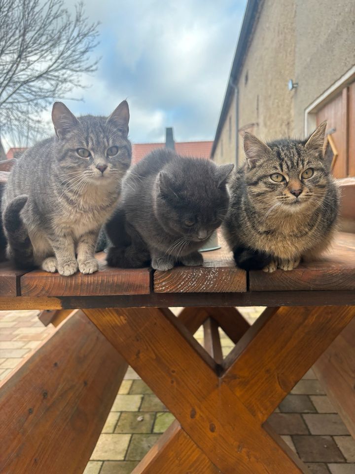 Katze,Katzen in Bautzen