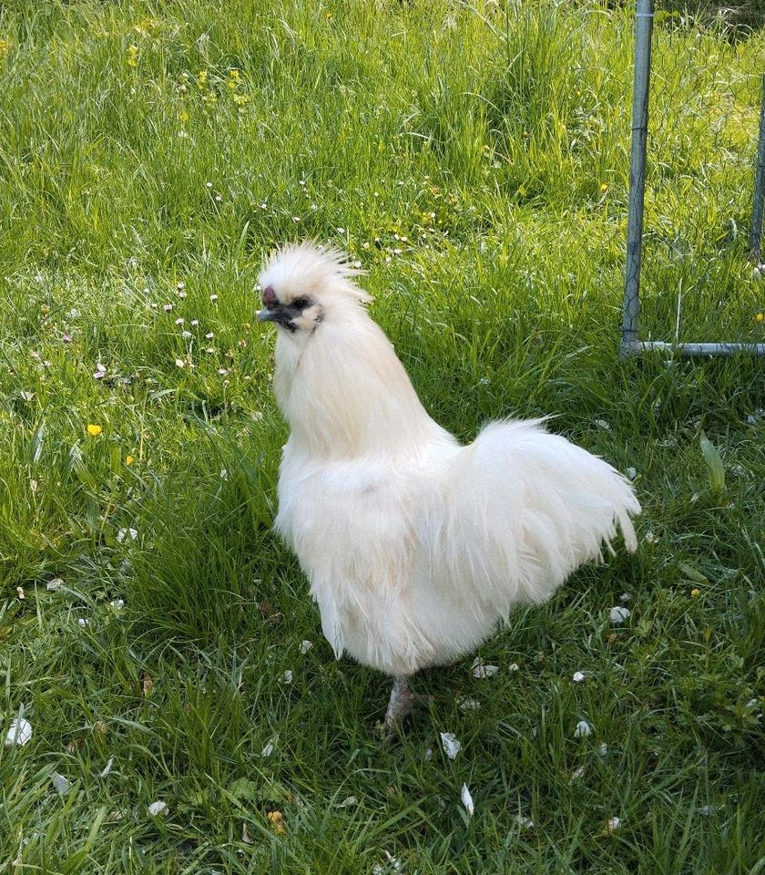 Zwergseidenhühner - weißer Zwerg Seidenhahn  abzugeben in Hallerndorf
